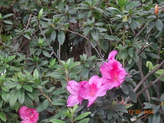 Rhododendron