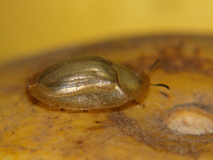 Aspidimorpha pallescens