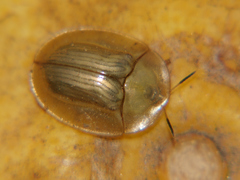 Aspidimorpha pallescens
