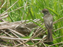 Myiarchus tuberculifer