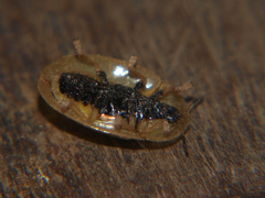 Aspidimorpha pallescens