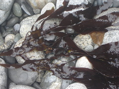 Pachymenia