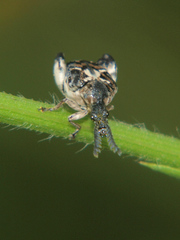 Caryopemon cruciger