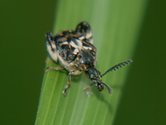 Caryopemon cruciger