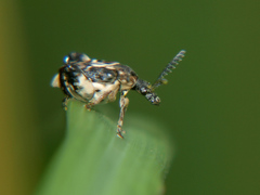 Caryopemon cruciger