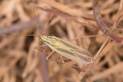 Acetropis