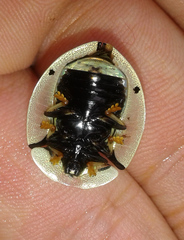 Aspidimorpha angolensis