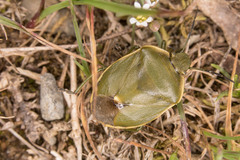 Chlorochroa juniperina