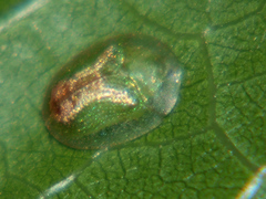 Cassida dorsovittata