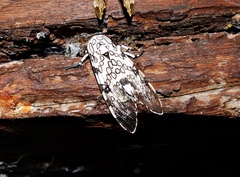 Hypercompe abdominalis