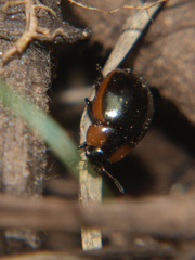 Phaedonia impolita