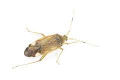 Closterotomus annulus
