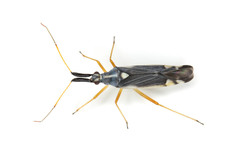 Cyllecoris marginatus