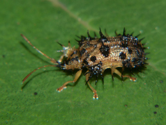 Platypria nigrospinosa
