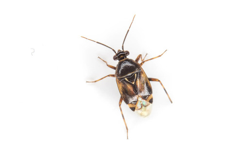 Representative image of Deraeocoris punctulatus