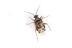 Deraeocoris punctulatus