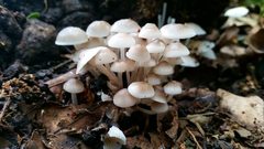 Clitocybula abundans