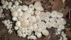 Clitocybula abundans