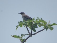 Mimus parvulus parvulus