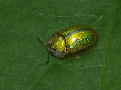 Chiridopsis