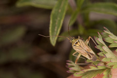 Calocoris roseomaculatus angularis