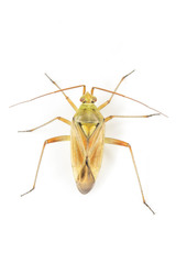 Calocoris roseomaculatus angularis