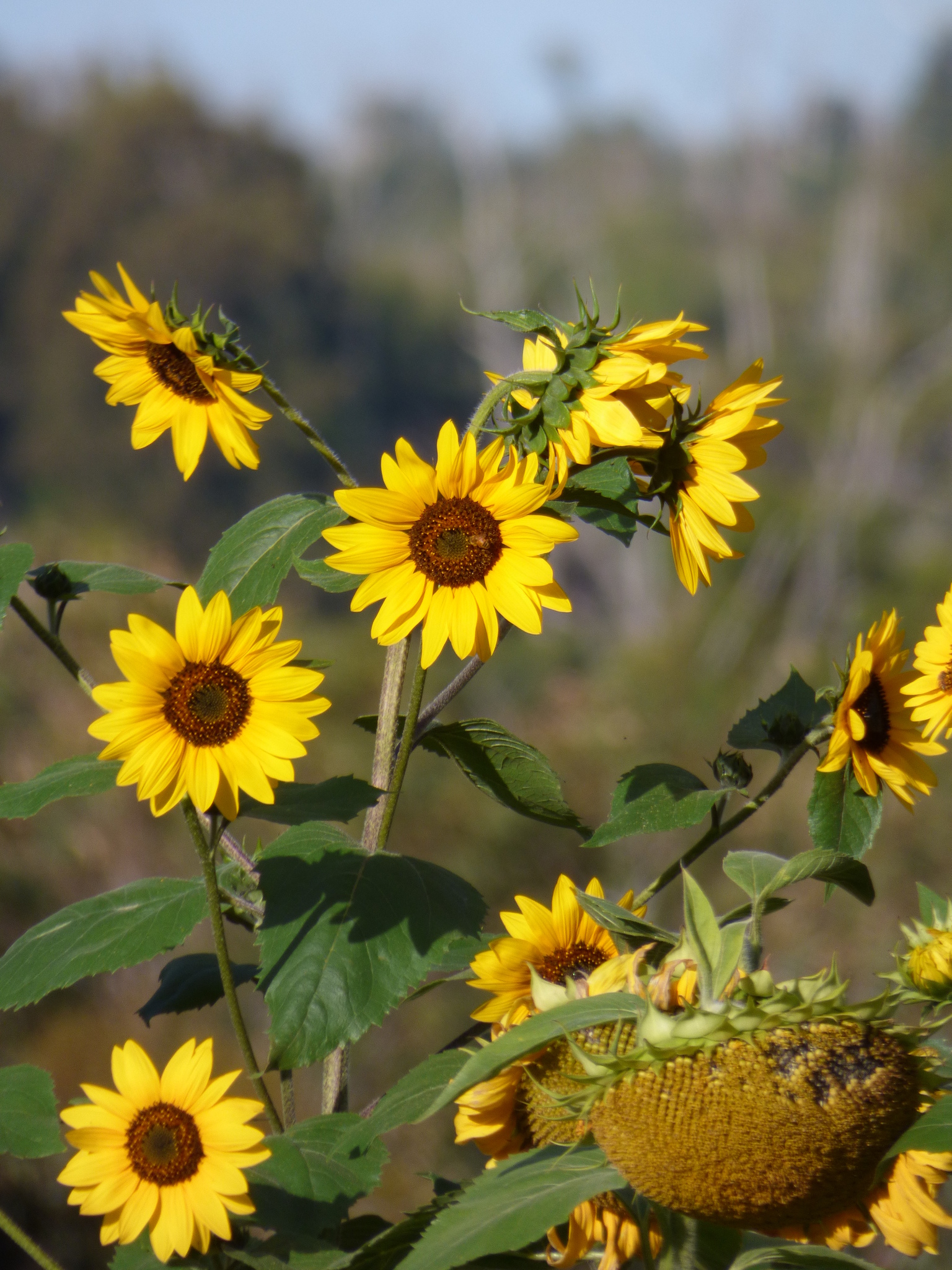 Helianthus
