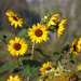 Sunflowers - Photo (c) Forest and Kim Starr, some rights reserved (CC BY)
