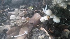 Clitocybula abundans