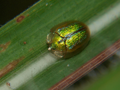 Chiridopsis