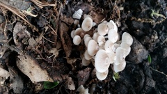 Clitocybula abundans