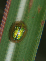 Chiridopsis