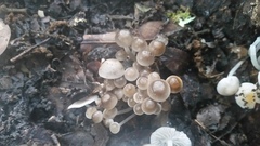 Clitocybula abundans