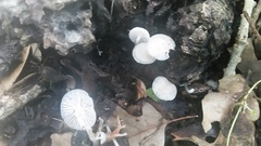 Clitocybula abundans