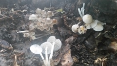 Clitocybula abundans