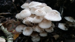 Clitocybula abundans