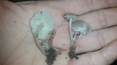 Clitocybula abundans