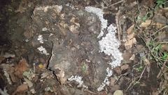 Clitocybula abundans