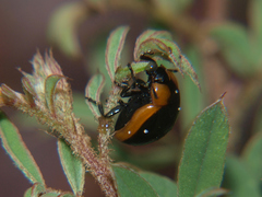 Phaedonia impolita