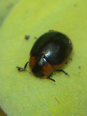 Phaedonia impolita