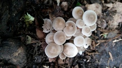 Clitocybula abundans