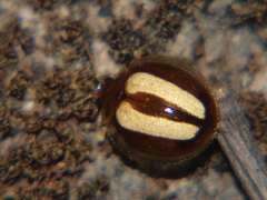 Hispostoma bivittatum
