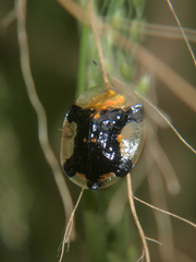 Aspidimorpha madagascarica