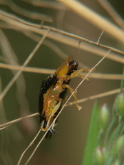 Aspidimorpha madagascarica