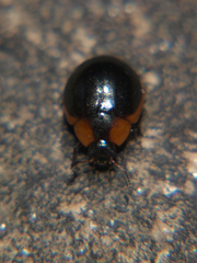 Phaedonia impolita
