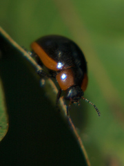 Phaedonia impolita