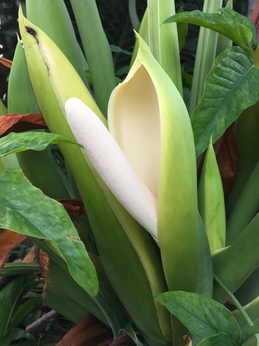 Thaumatophyllum bipinnatifidum