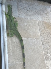 Iguana iguana