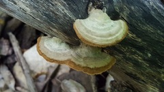 Gloeophyllum striatum