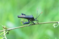 Anoplocnemis curvipes
